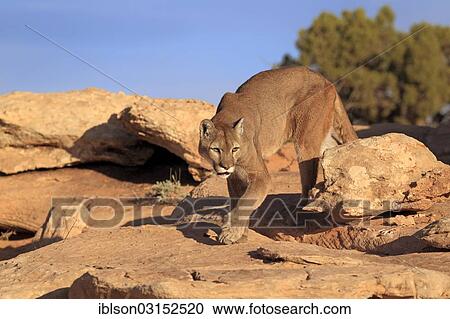 "Cougar, Puma or Mountain Lion (Puma concolor), searching for prey, stalking, Utah, United States, North America" View Large Photo Image Stock Image - "Cougar, Puma or Mountain Lion (Puma concolor), searching for prey, stalking, Utah, United States, North America". Fotosearch