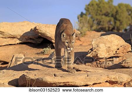 "Cougar, Puma or Mountain Lion (Puma concolor), searching for prey, Utah, United States, North America" View Large Photo Image Stock Image - "Cougar, Puma or Mountain Lion (Puma concolor), searching for prey, Utah, United States, North America". Fotosearch