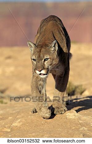 "Cougar, Puma or Mountain Lion (Puma concolor), searching for prey, Utah, United States, North America" View Large Photo Image Stock Image - "Cougar, Puma or Mountain Lion (Puma concolor), searching for prey, Utah, United States, North America". Fotosearch