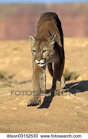 "Cougar, Puma or Mountain Lion (Puma concolor), searching for prey, Utah, United States, North America" View Large Photo Image Stock Image - "Cougar, Puma or Mountain Lion (Puma concolor), searching for prey, Utah, United States, North America". Fotosearch