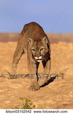 "Cougar, Puma or Mountain Lion (Puma concolor), searching for prey, Utah, United States, North America" View Large Photo Image Stock Image - "Cougar, Puma or Mountain Lion (Puma concolor), searching for prey, Utah, United States, North America". Fotosearch