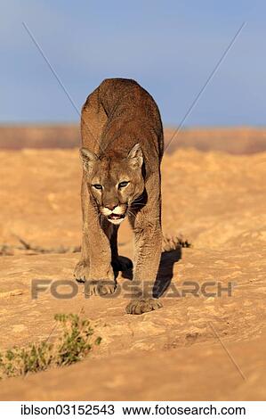 "Cougar, Puma or Mountain Lion (Puma concolor), searching for prey, Utah, United States, North America" View Large Photo Image Stock Image - "Cougar, Puma or Mountain Lion (Puma concolor), searching for prey, Utah, United States, North America". Fotosearch