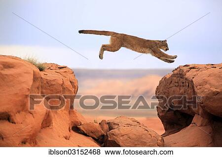 "Cougar, Puma or Mountain Lion (Puma concolor), adult, jumping, captive, Monument Valley, Colorado Plateau, Utah, United States, North America" View Large Photo Image Stock Photo - "Cougar, Puma or Mountain Lion (Puma concolor), adult, jumping, captive, Monument Valley, Colorado Plateau, Utah, United States, North America". Fotosearch