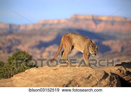 "Cougar, Puma or Mountain Lion (Puma concolor), searching for prey, stalking, Utah, United States, North America" View Large Photo Image Stock Photo - "Cougar, Puma or Mountain Lion (Puma concolor), searching for prey, stalking, Utah, United States, North America". Fotosearch