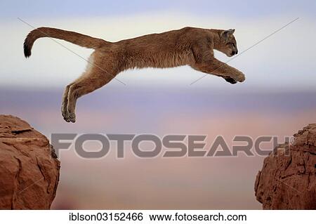 "Cougar, Puma or Mountain Lion (Puma concolor), adult, jumping, captive, Monument Valley, Colorado Plateau, Utah, United States, North America" View Large Photo Image Stock Photograph - "Cougar, Puma or Mountain Lion (Puma concolor), adult, jumping, captive, Monument Valley, Colorado Plateau, Utah, United States, North America". Fotosearch