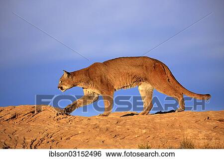 "Cougar, Puma or Mountain Lion (Puma concolor), searching for prey, stalking, Utah, United States, North America" View Large Photo Image Stock Photograph - "Cougar, Puma or Mountain Lion (Puma concolor), searching for prey, stalking, Utah, United States, North America". Fotosearch