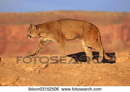 "Cougar, Puma or Mountain Lion (Puma concolor), searching for prey, Utah, United States, North America" View Large Photo Image Stock Photograph - "Cougar, Puma or Mountain Lion (Puma concolor), searching for prey, Utah, United States, North America". Fotosearch