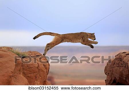 "Cougar, Puma or Mountain Lion (Puma concolor), adult, jumping, captive, Monument Valley, Colorado Plateau, Utah, United States, North America" View Large Photo Image Stock Photography - "Cougar, Puma or Mountain Lion (Puma concolor), adult, jumping, captive, Monument Valley, Colorado Plateau, Utah, United States, North America". Fotosearch
