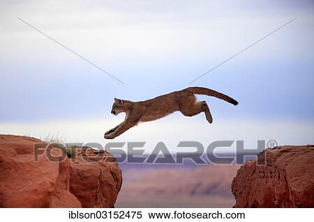 "Cougar, Puma or Mountain Lion (Puma concolor), adult, jumping, captive, Monument Valley, Colorado Plateau, Utah, United States, North America" View Large Photo Image Stock Photography - "Cougar, Puma or Mountain Lion (Puma concolor), adult, jumping, captive, Monument Valley, Colorado Plateau, Utah, United States, North America". Fotosearch
