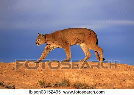 "Cougar, Puma or Mountain Lion (Puma concolor), searching for prey, stalking, Utah, United States, North America" View Large Photo Image Stock Photography - "Cougar, Puma or Mountain Lion (Puma concolor), searching for prey, stalking, Utah, United States, North America". Fotosearch