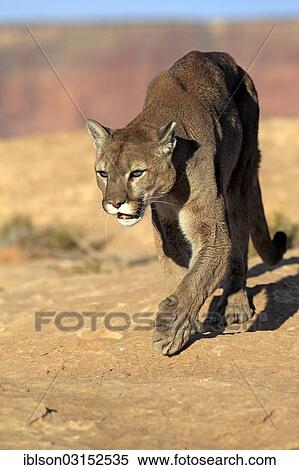 "Cougar, Puma or Mountain Lion (Puma concolor), searching for prey, Utah, United States, North America" View Large Photo Image Stock Photography - "Cougar, Puma or Mountain Lion (Puma concolor), searching for prey, Utah, United States, North America". Fotosearch