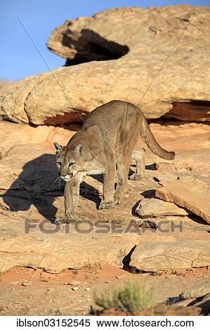 "Cougar, Puma or Mountain Lion (Puma concolor), searching for prey, stalking, Utah, United States, North America" View Large Photo Image Stock Photography - "Cougar, Puma or Mountain Lion (Puma concolor), searching for prey, stalking, Utah, United States, North America". Fotosearch