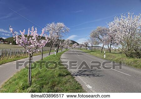 "Country road, blossoming almond trees, German Wine Route, Gimmeldingen, Neustadt an der Weinstrasse, Rhineland-Palatinate, Germany, Europe" View Large Photo Image Stock Photo - "Country road, blossoming almond trees, German Wine Route, Gimmeldingen, Neustadt an der Weinstrasse, Rhineland-Palatinate, Germany, Europe". Fotosearch