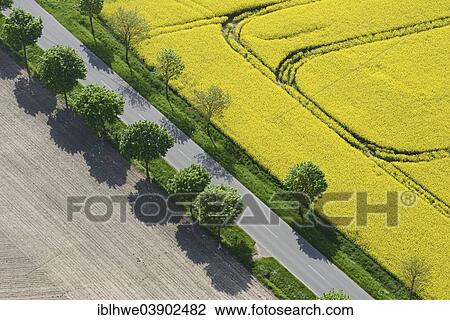 "Country road, fields of rape, aerial view, Schleswig-Holstein, Germany, Europe" View Large Photo Image Stock Image - "Country road, fields of rape, aerial view, Schleswig-Holstein, Germany, Europe". Fotosearch