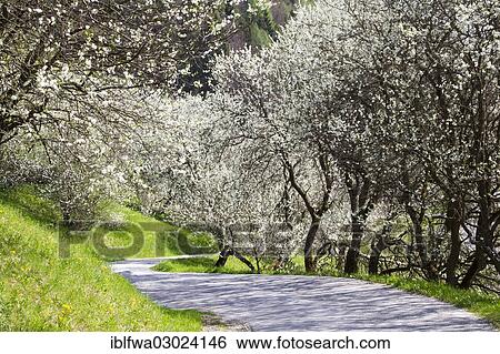 "Country road in spring, Ennstal, Worschach, Styria, Austria, Europe" View Large Photo Image Stock Photograph - "Country road in spring, Ennstal, Worschach, Styria, Austria, Europe". Fotosearch