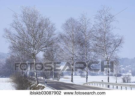 "Country road lined with birch trees, winter landscape, Diessen, Upper Bavaria, Bavaria, Germany, Europe" View Large Photo Image Stock Image - "Country road lined with birch trees, winter landscape, Diessen, Upper Bavaria, Bavaria, Germany, Europe". Fotosearch