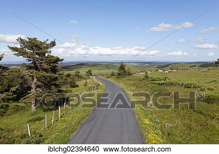 "Country road near Grandrieu, Gevaudan, Margeride, Lozere, France, Europe" View Large Photo Image Stock Image - "Country road near Grandrieu, Gevaudan, Margeride, Lozere, France, Europe". Fotosearch