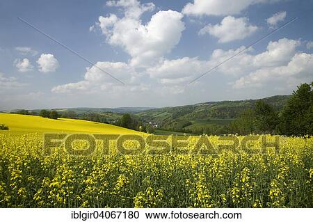 "Countryside with a rape field, Ore Mountains, Saxony, Germany, Europe" View Large Photo Image Stock Image - "Countryside with a rape field, Ore Mountains, Saxony, Germany, Europe". Fotosearch
