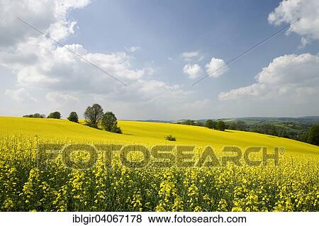 "Countryside with a rape field, Ore Mountains, Saxony, Germany, Europe" View Large Photo Image Stock Photo - "Countryside with a rape field, Ore Mountains, Saxony, Germany, Europe". Fotosearch