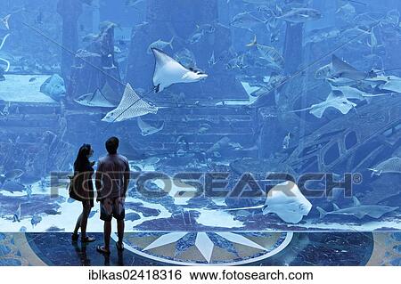 Couple observing stingrays in a gigantic aquarium, underwater world of the Ambassador Lagoon, Atlantis Hotel, The Palm Jumeirah, Dubai, United Arab Emirates, Middle East, Asia View Large Photo Image Stock Photograph - Couple observing stingrays in a gigantic aquarium, underwater world of the Ambassador Lagoon, Atlantis Hotel, The Palm Jumeirah, Dubai, United Arab Emirates, Middle East, Asia. Fotosearch