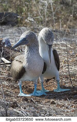 "Couple of Galapagos Blue-footed Booby (Sula nebouxii excisa), Seymour Norte, Galapagos Islands, Ecuador, South America" View Large Photo Image Stock Image - "Couple of Galapagos Blue-footed Booby (Sula nebouxii excisa), Seymour Norte, Galapagos Islands, Ecuador, South America". Fotosearch