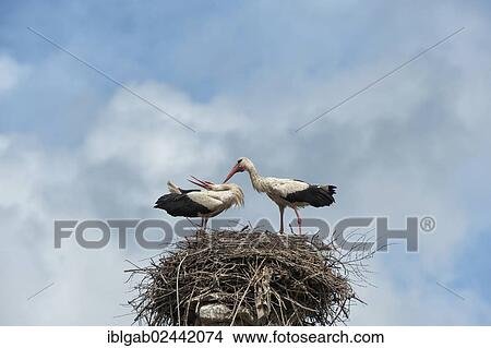 "Couple of White storks (Ciconia ciconia) on the nest, Izmir Province, Aegean region, Turkey, Asia" View Large Photo Image Picture - "Couple of White storks (Ciconia ciconia) on the nest, Izmir Province, Aegean region, Turkey, Asia". Fotosearch