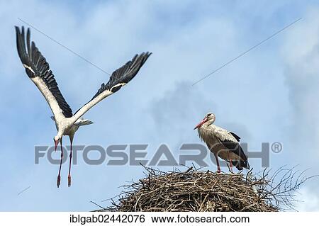 "Couple of White storks (Ciconia ciconia) on the nest, one in flight, Izmir Province, Aegean region, Turkey, Asia" View Large Photo Image Stock Photograph - "Couple of White storks (Ciconia ciconia) on the nest, one in flight, Izmir Province, Aegean region, Turkey, Asia". Fotosearch