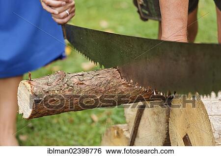 "Couple sawing wood, Gamstrophy competition, Gamsjagatage festival in Bad Goisern, Salzkammergut, Upper Austria, Austria, Europe" View Large Photo Image Stock Photograph - "Couple sawing wood, Gamstrophy competition, Gamsjagatage festival in Bad Goisern, Salzkammergut, Upper Austria, Austria, Europe". Fotosearch