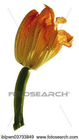 Courgette flower (Cucurbita) View Large Photo Image Stock Photo - Courgette flower (Cucurbita). Fotosearch