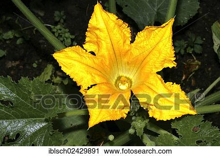 Courgette or zucchini flower (Cucurbita pepo subsp. pepo convar. giromontiina) View Large Photo Image Stock Image - Courgette or zucchini flower (Cucurbita pepo subsp. pepo convar. giromontiina). Fotosearch