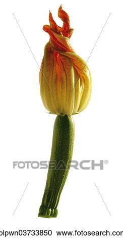 Courgette with flower (Cucurbita) View Large Photo Image Stock Image - Courgette with flower (Cucurbita). Fotosearch