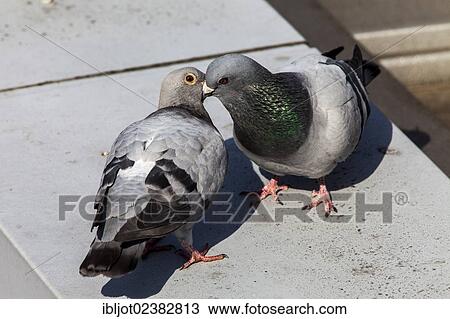 Stock Image - Courting Domestic Pigeons (Columba livia forma domestica). Fotosearch