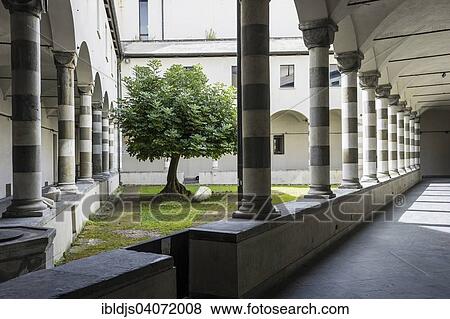 "Courtyard with fig tree, Convento di San Agostino, Genoa, Liguria, Italy, Europe" View Large Photo Image Stock Photo - "Courtyard with fig tree, Convento di San Agostino, Genoa, Liguria, Italy, Europe". Fotosearch