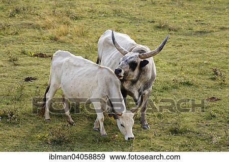 "Cow and bull, Hungarian Grey cattle, National Park Lake Neusiedl, Seewinkel, Northern Burgenland, Burgenland, Austria, Europe" View Large Photo Image Stock Photo - "Cow and bull, Hungarian Grey cattle, National Park Lake Neusiedl, Seewinkel, Northern Burgenland, Burgenland, Austria, Europe". Fotosearch