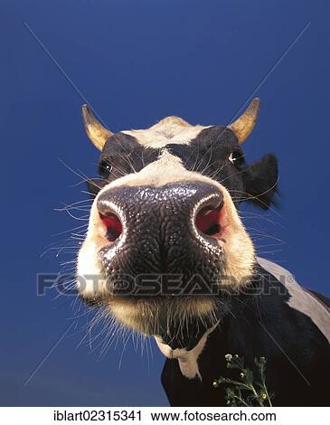 Stock Image - "Cow, black and white, portrait". Fotosearch