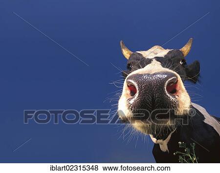 Stock Photo - "Cow, black and white, portrait". Fotosearch