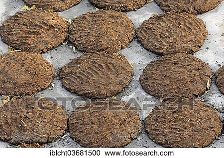 "Cow dung laid out to dry for use as fuel, Bharatpur, Rajasthan, India, Asia" View Large Photo Image Stock Image - "Cow dung laid out to dry for use as fuel, Bharatpur, Rajasthan, India, Asia". Fotosearch