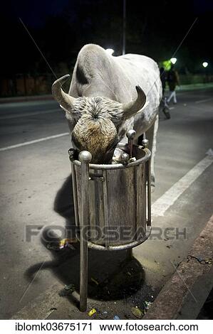 "Cow feeding from a rubbish bin, Agra, Uttar Pradesh, India, Asia" View Large Photo Image Stock Image - "Cow feeding from a rubbish bin, Agra, Uttar Pradesh, India, Asia". Fotosearch