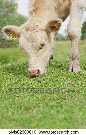 Cow grazing in a field View Large Photo Image Stock Image - Cow grazing in a field. Fotosearch