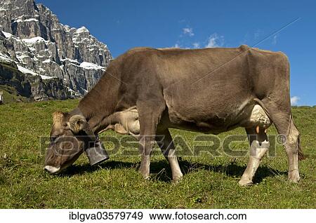 "Cow grazing on a pasture, Urnerboden, Glarus Alps, Canton of Uri, Switzerland, Europe" View Large Photo Image Stock Photo - "Cow grazing on a pasture, Urnerboden, Glarus Alps, Canton of Uri, Switzerland, Europe". Fotosearch