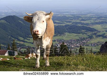 "Cow grazing on Kampenwand mountain, the town of Aschau at the back, Chiemgau, Bavaria, Germany, Europe" View Large Photo Image Stock Photo - "Cow grazing on Kampenwand mountain, the town of Aschau at the back, Chiemgau, Bavaria, Germany, Europe". Fotosearch