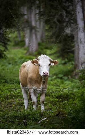 Stock Image - "Cow in a forest, Ehrwald, Austria, Europe". Fotosearch