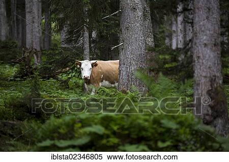 Stock Photography - "Cow in a forest, Ehrwald, Austria, Europe". Fotosearch