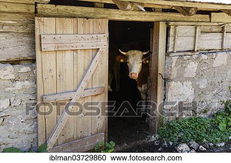 Stock Image - "Cow in a mountain pasture hut, Matschacher Alm, Barental, Karawanks, Feistritz im Rosental, Carinthia, Austria, Europe". Fotosearch