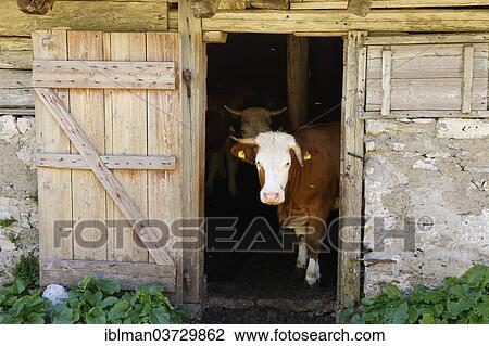 "Cow in a mountain pasture hut, Matschacher Alm, Barental, Karawanks, Feistritz im Rosental, Carinthia, Austria, Europe" View Large Photo Image Stock Image - "Cow in a mountain pasture hut, Matschacher Alm, Barental, Karawanks, Feistritz im Rosental, Carinthia, Austria, Europe". Fotosearch