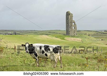 "Cow in front of ruins, Lahinch, County Clare, Ireland, Europe, PublicGround, Europe" View Large Photo Image Stock Image - "Cow in front of ruins, Lahinch, County Clare, Ireland, Europe, PublicGround, Europe". Fotosearch