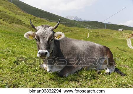 Picture - "Cow lying in the pasture, Golm, Montafon, Vorarlberg, Austria, Europe". Fotosearch