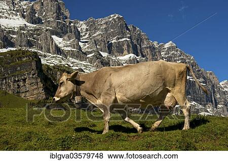 "Cow on a pasture, Urnerboden, Glarus Alps, Canton of Uri, Switzerland, Europe" View Large Photo Image Stock Photo - "Cow on a pasture, Urnerboden, Glarus Alps, Canton of Uri, Switzerland, Europe". Fotosearch
