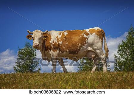 Stock Image - "Cow on an alpine pasture, Oberaichwald, Carinthia, Austria, Europe". Fotosearch