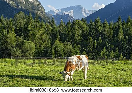 Stock Photo - "Cow on the pasture, Ettaler Forst, Wetterstein Mountains with Zugspitze Mountain, Upper Bavaria, Bavaria, Germany, Europe". Fotosearch